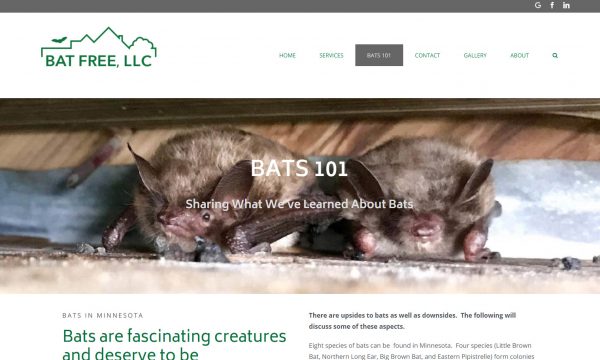 Wordpress site and logo design for bat proofing pest control company